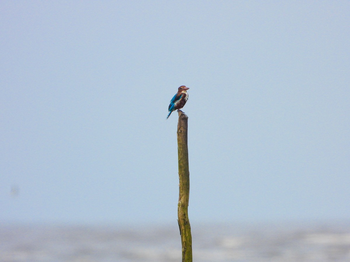 Martin-chasseur de Smyrne - ML646340559