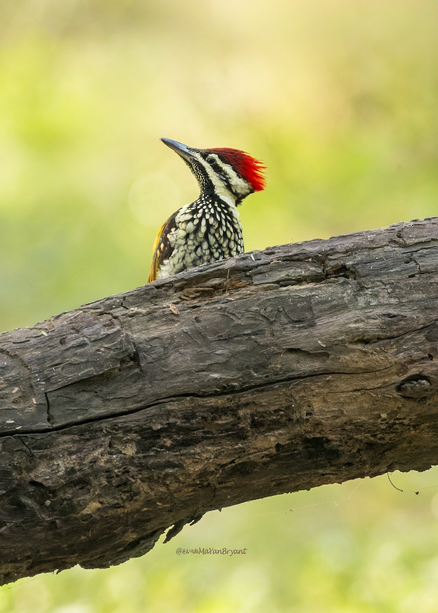 Pic du Bengale - ML646340560