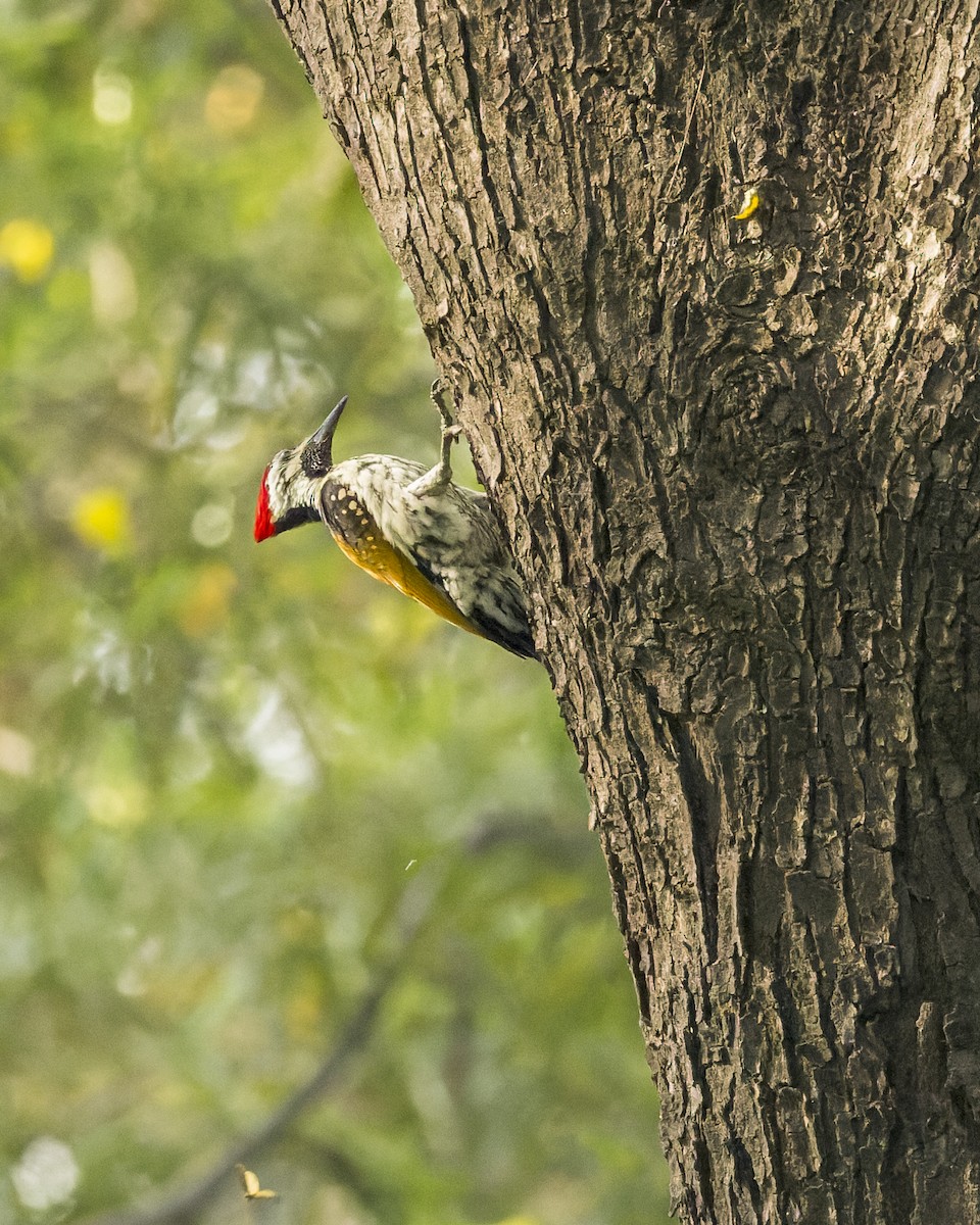 Pic du Bengale - ML646340561