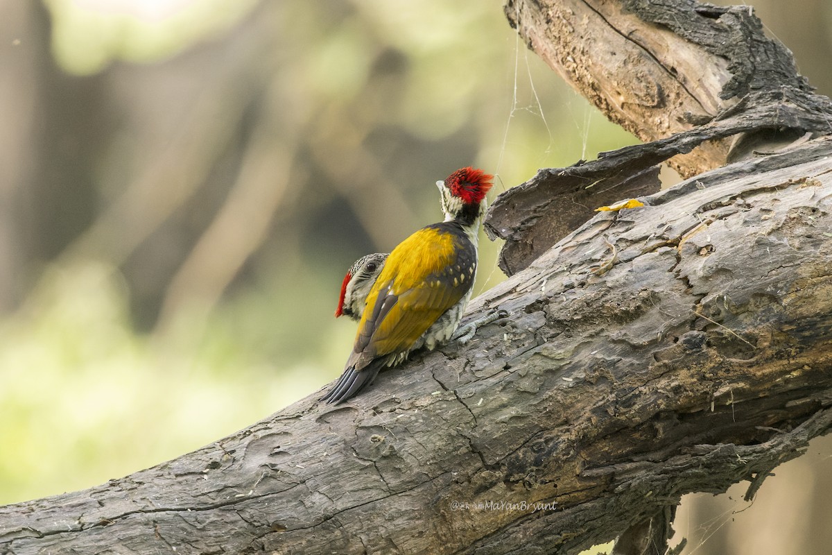 Pic du Bengale - ML646340562