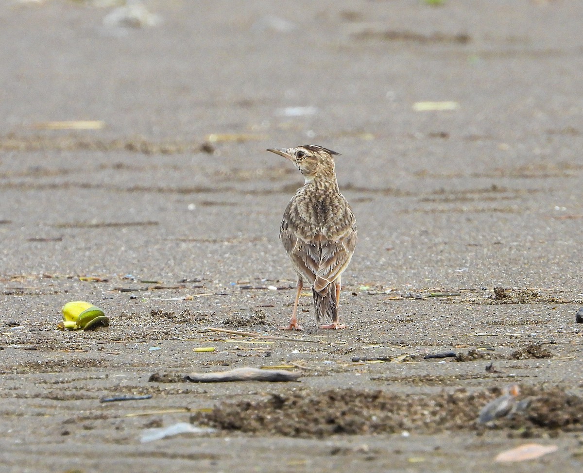 Cochevis huppé - ML646340563