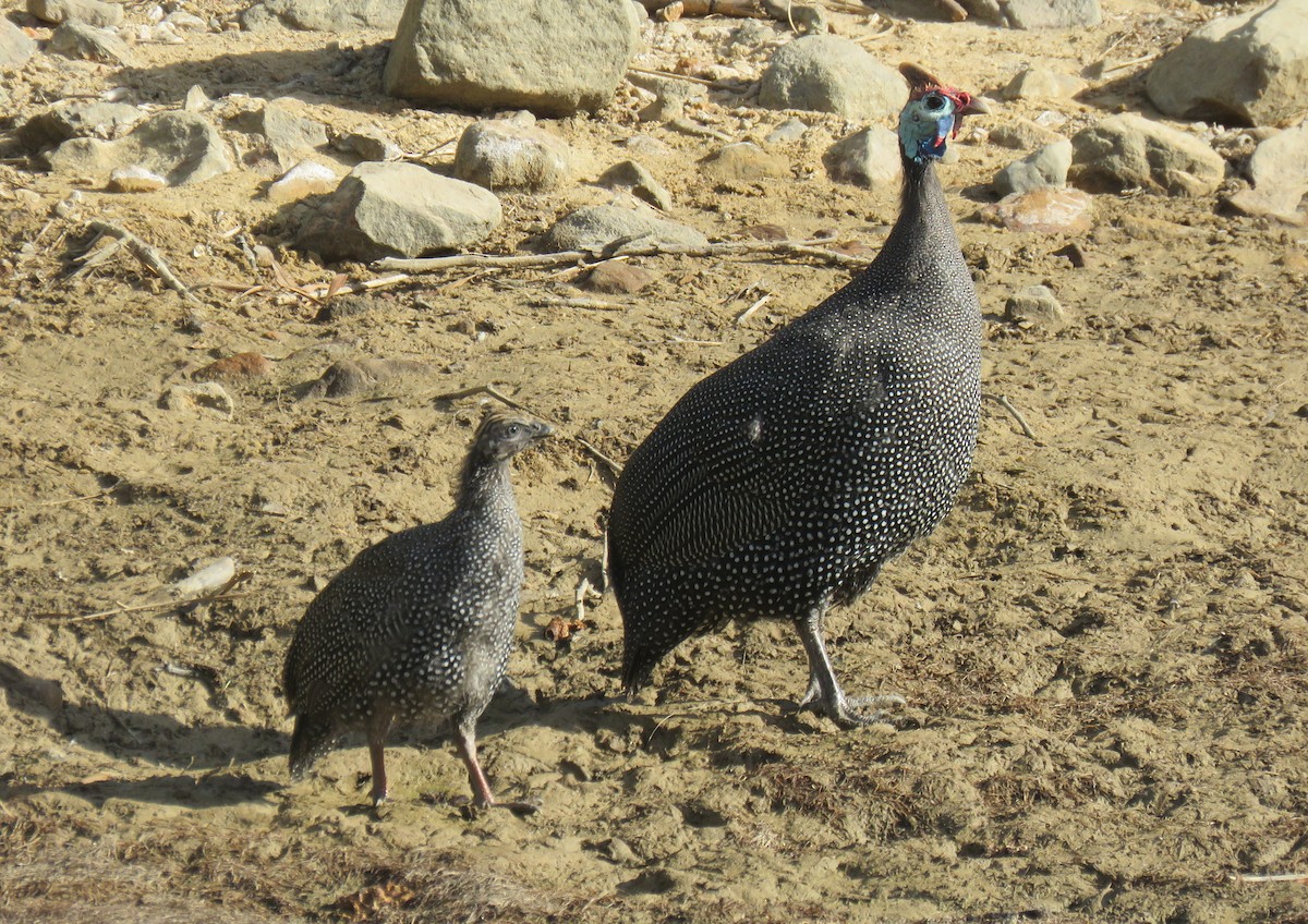 Pintade de Numidie (groupe mitratus) - ML646340565