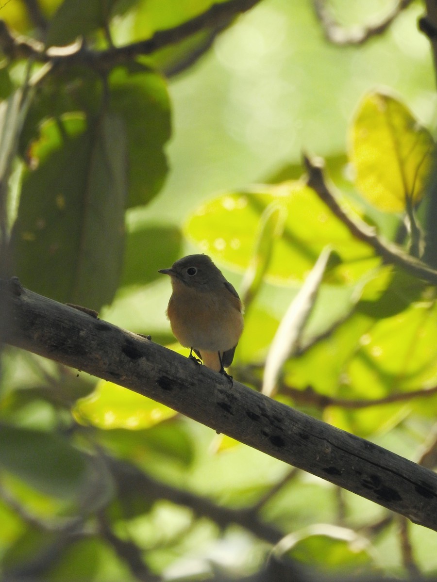Gobemouche nain - ML646340566