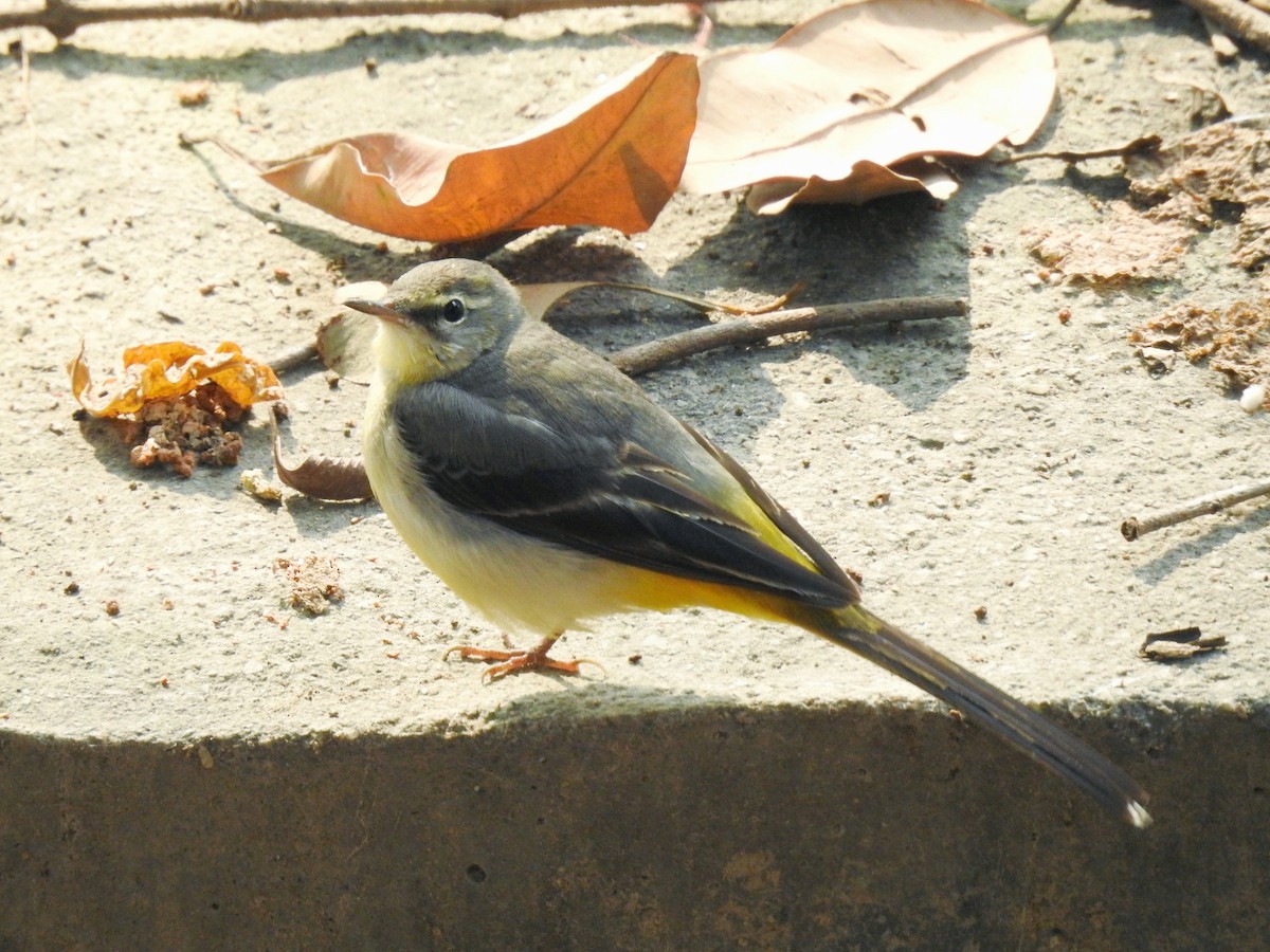 Bergeronnette des ruisseaux - ML646340570