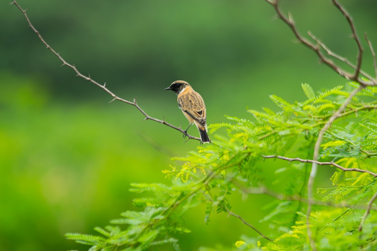 Tarier de Sibérie - ML646340572