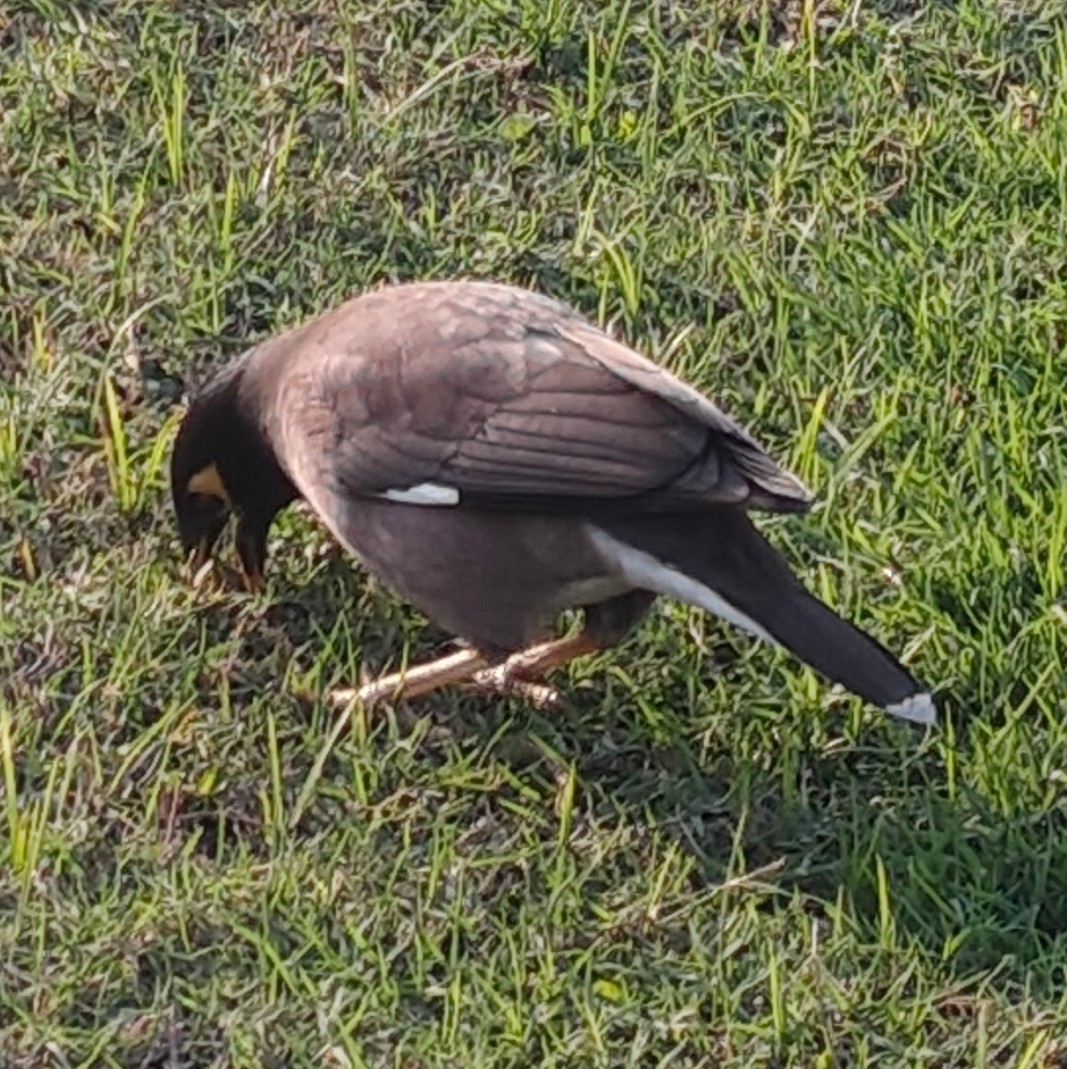 Martin triste - ML646340573