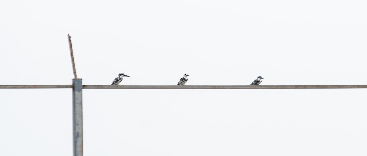 Martin-pêcheur pie - ML646340575