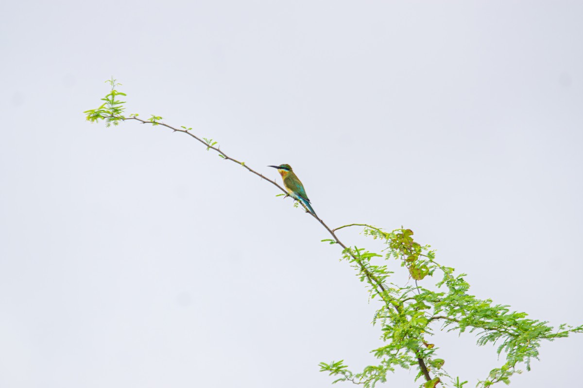Guêpier à queue d'azur - ML646340576