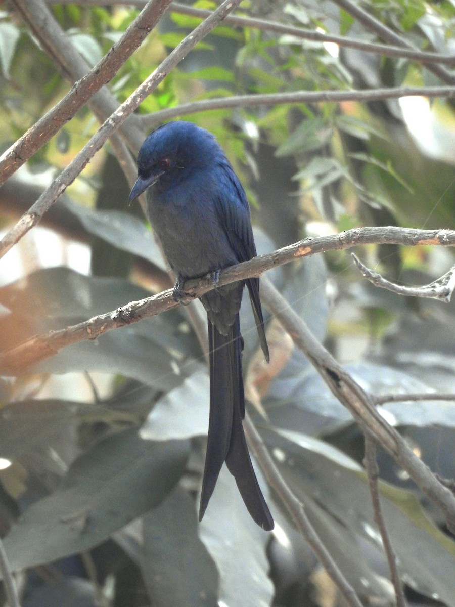 Drongo cendré - ML646340579