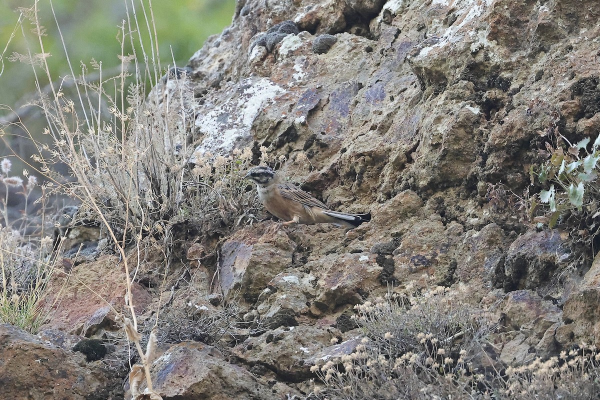 Bruant fou - ML646340582