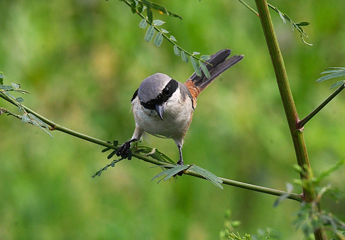 Pie-grièche schach - ML646340584