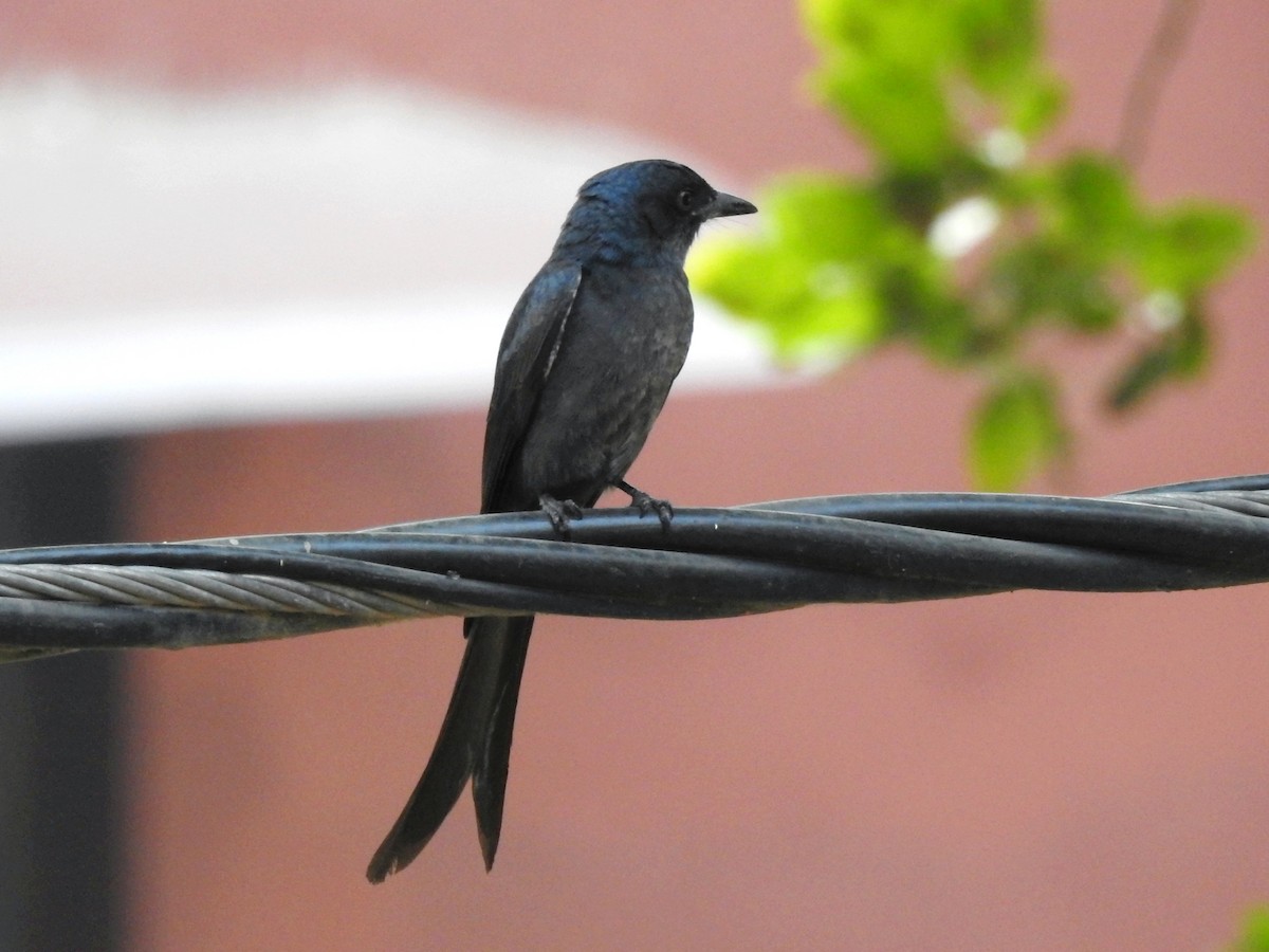 Drongo cendré - ML646340586