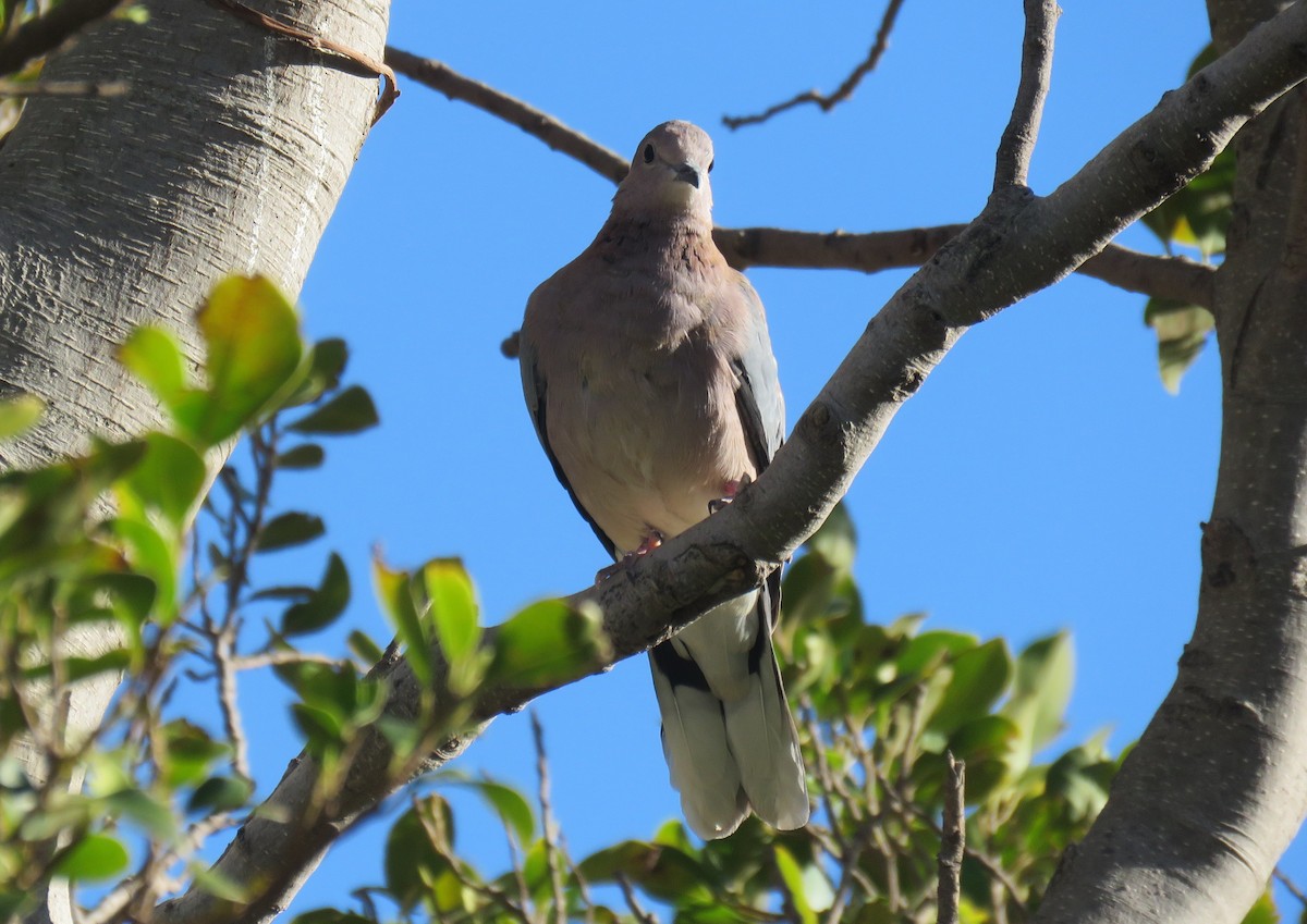 Tourterelle maillée - ML646340593