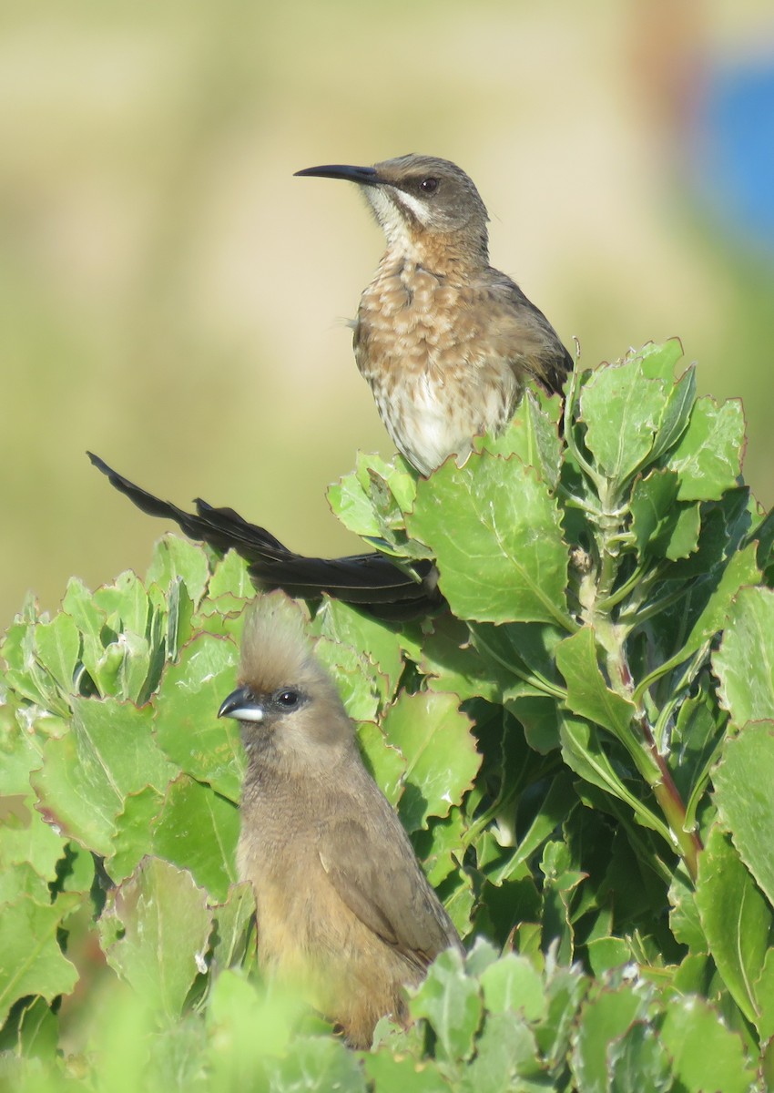 Speckled Mousebird - ML646340594