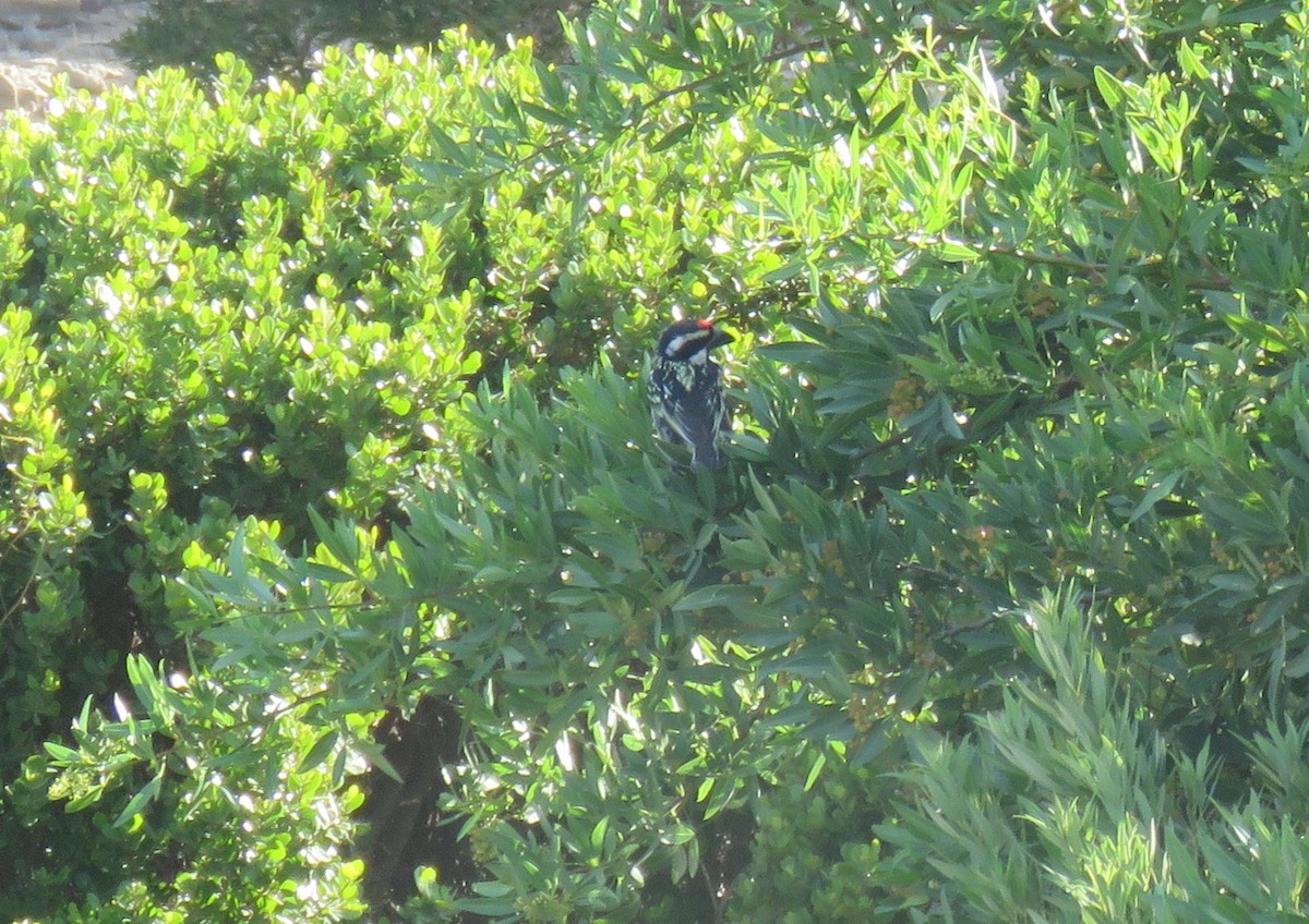 Pied Barbet - ML646340596