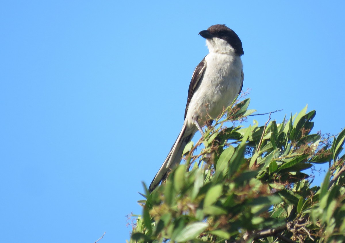 Southern Fiscal (Southern) - ML646340597