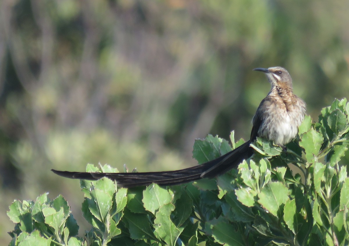 Cape Sugarbird - ML646340598