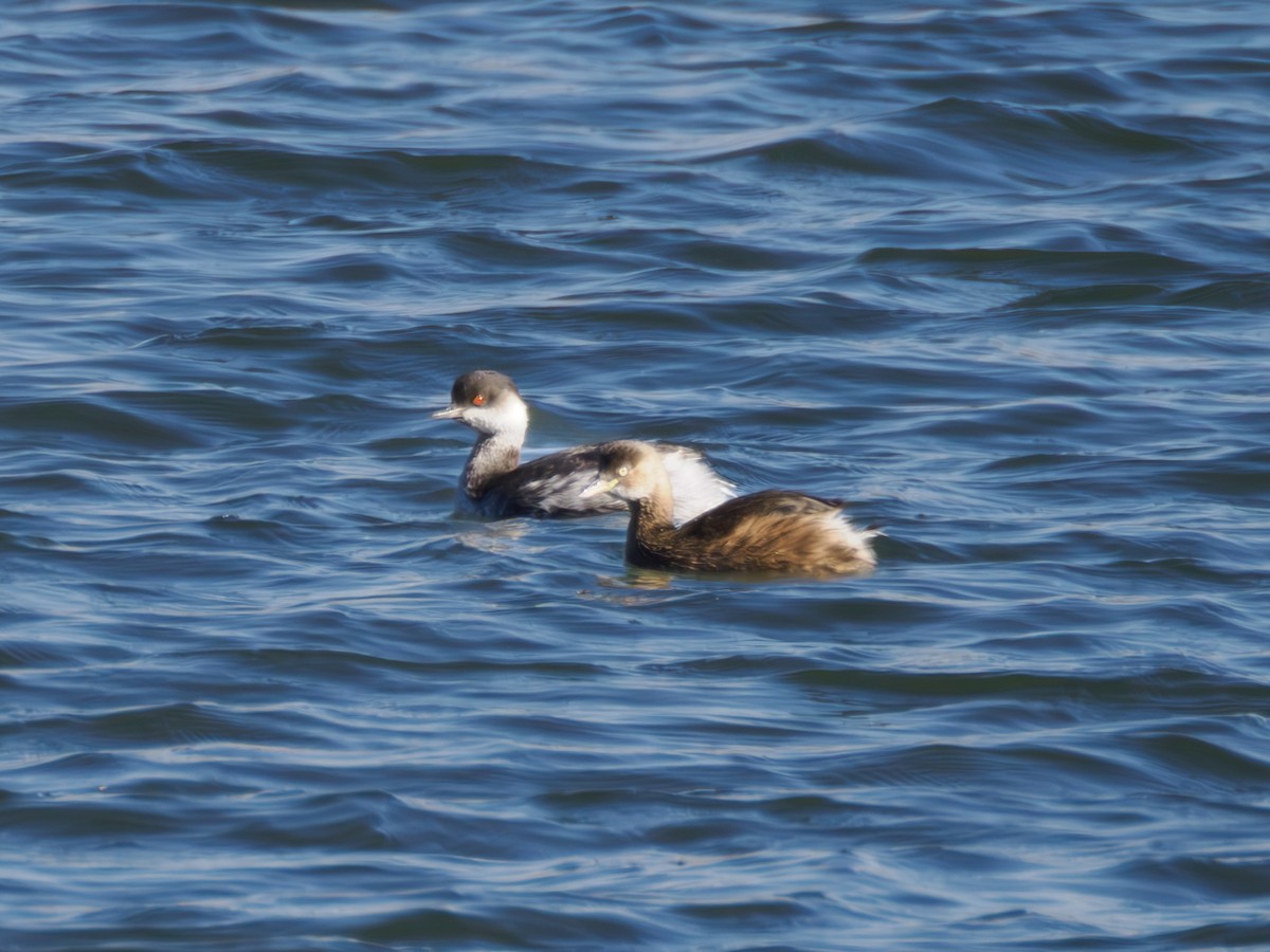 Eared Grebe - ML646340599