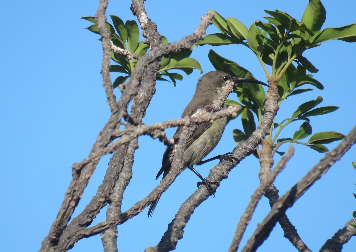 Malachite Sunbird - ML646340600