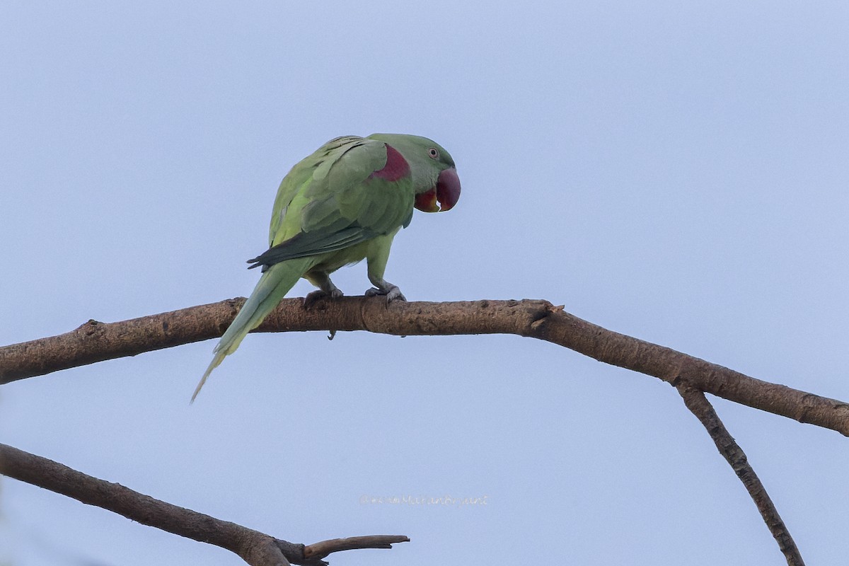 Alexandrine Parakeet - ML646340601