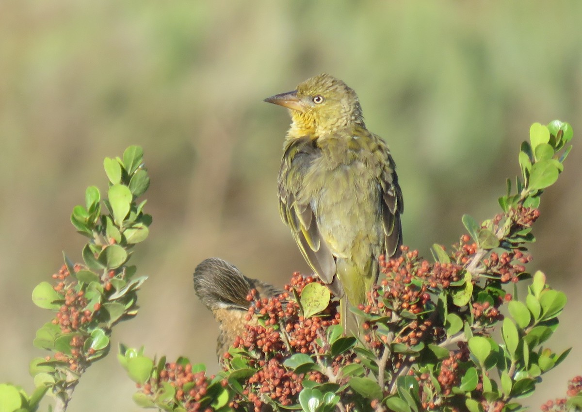 Cape Weaver - ML646340603