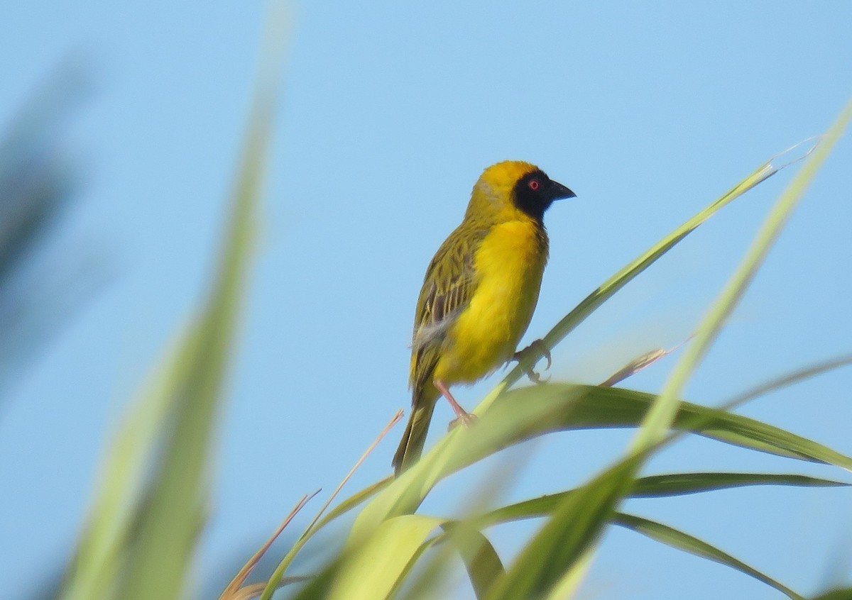 Southern Masked-Weaver - ML646340604