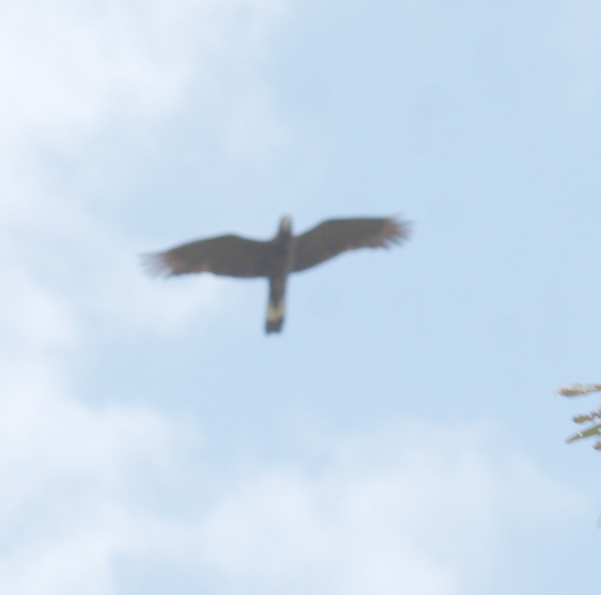 Yellow-tailed Black-Cockatoo - ML646340606
