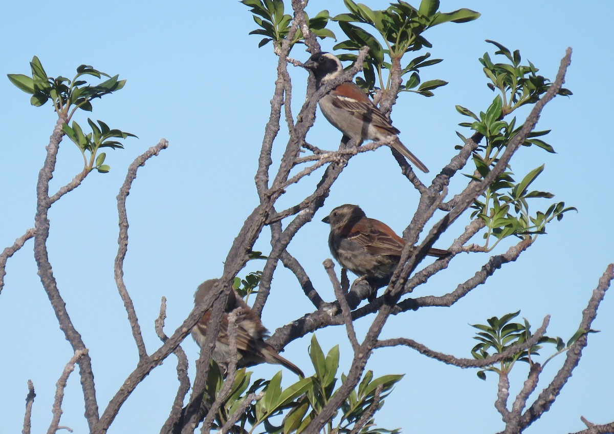 Cape Sparrow - ML646340608