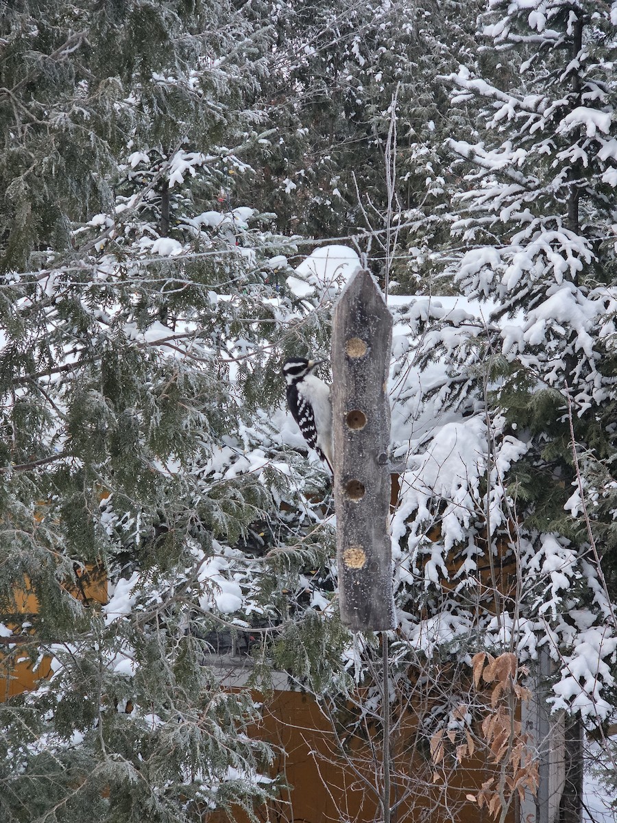 Hairy Woodpecker - ML646340610