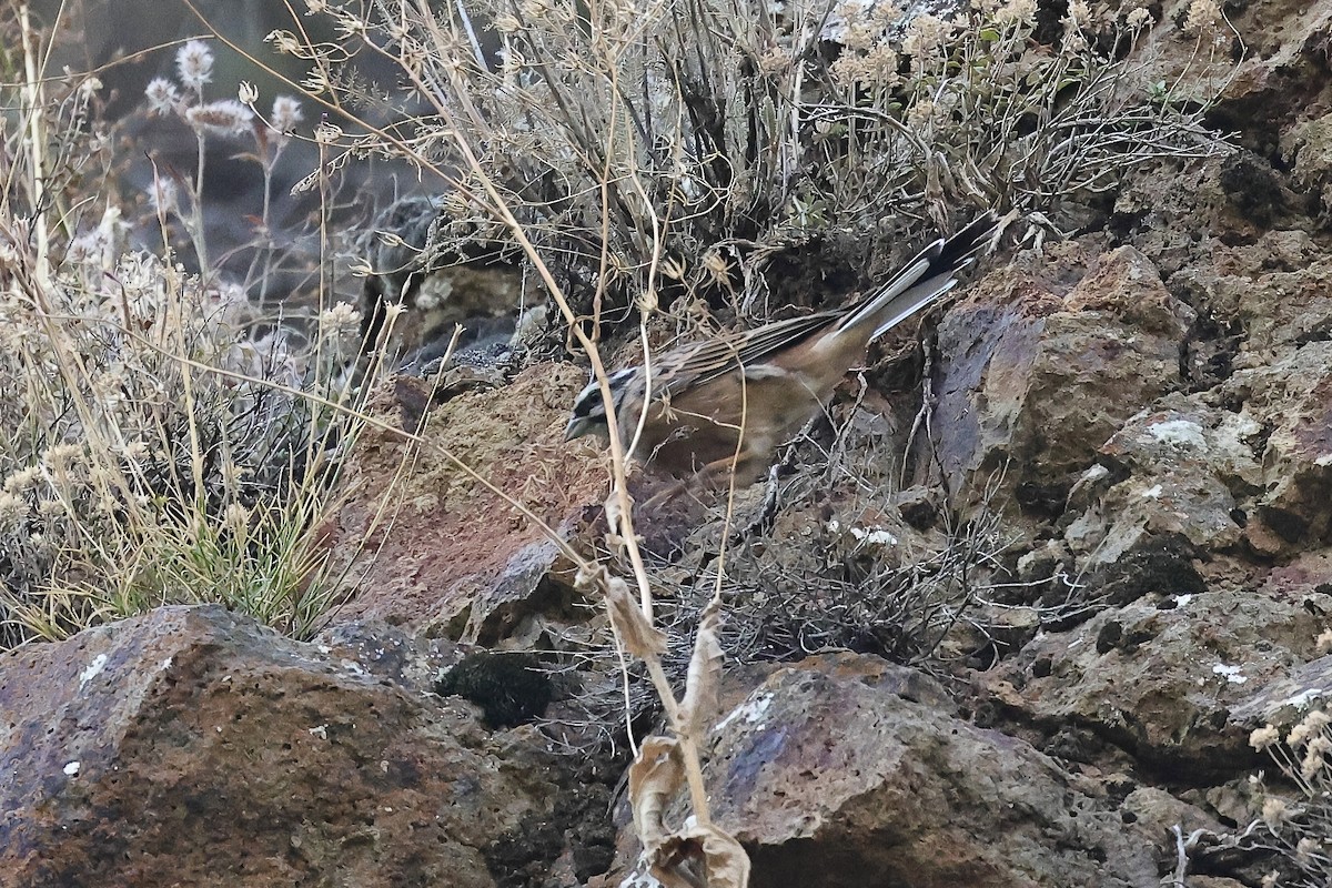 Zigolo muciatto - ML646340612