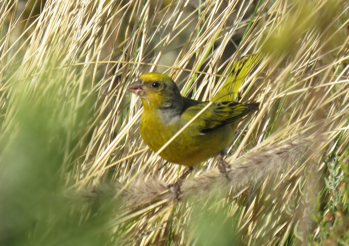 Cape Canary - ML646340614