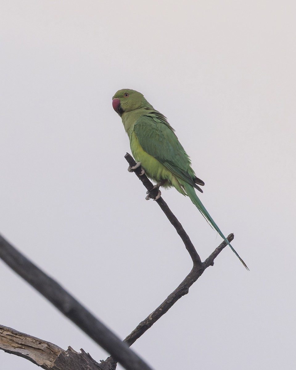 Rose-ringed Parakeet - ML646340616