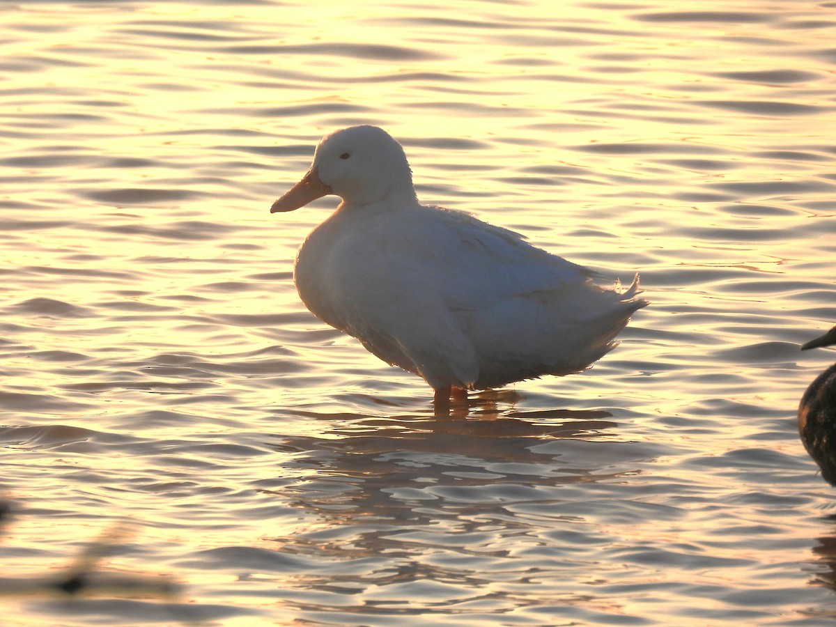 Animals - ML646340617