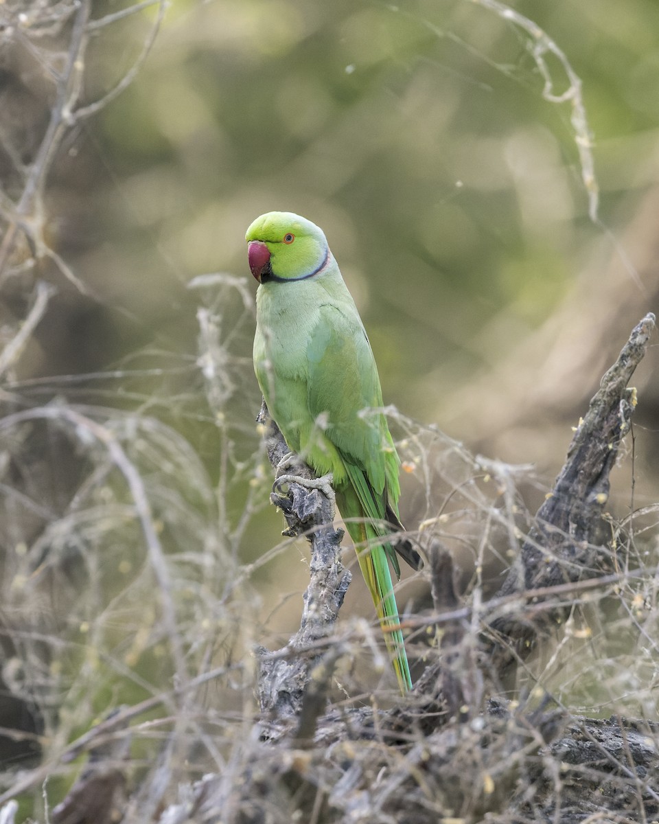 Rose-ringed Parakeet - ML646340618