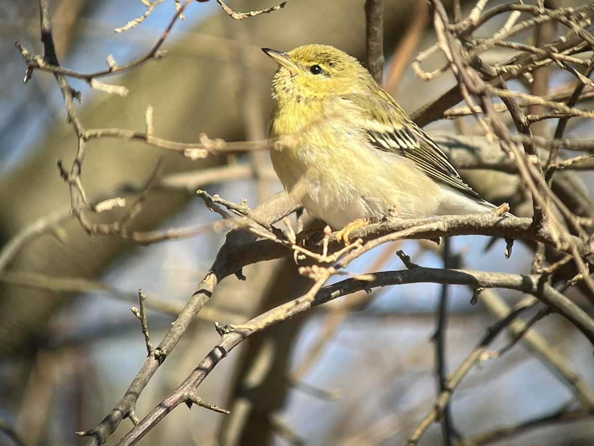 Blackpoll Warbler - ML646340619