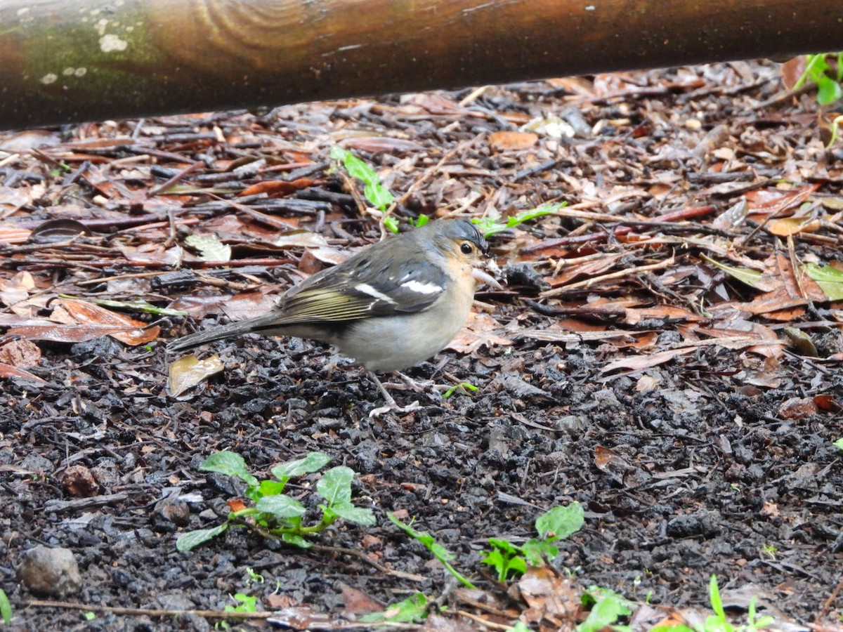 Canary Islands Chaffinch (La Palma) - ML646340620
