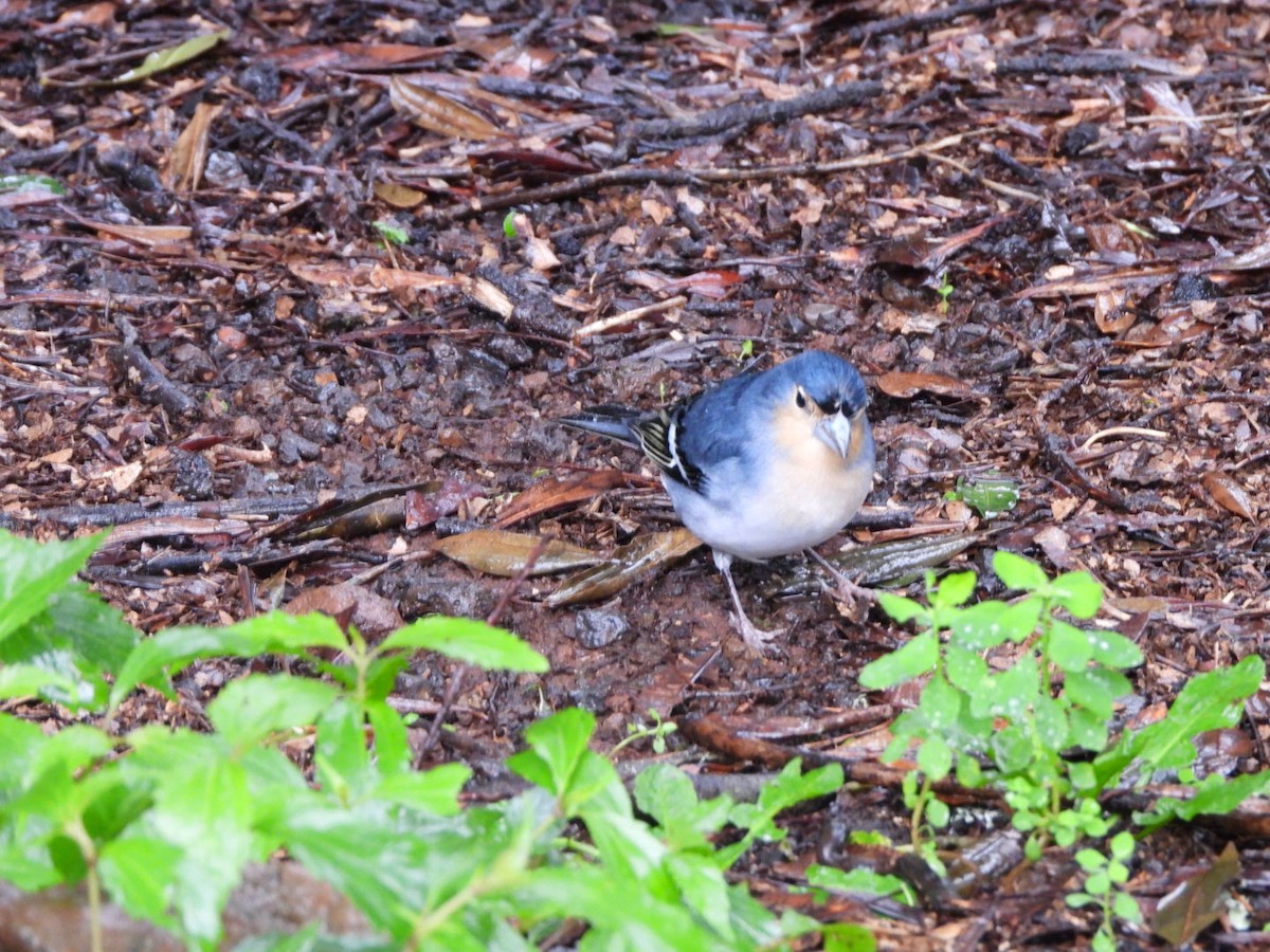 pěnkava pankanárská (ssp. palmae) - ML646340621