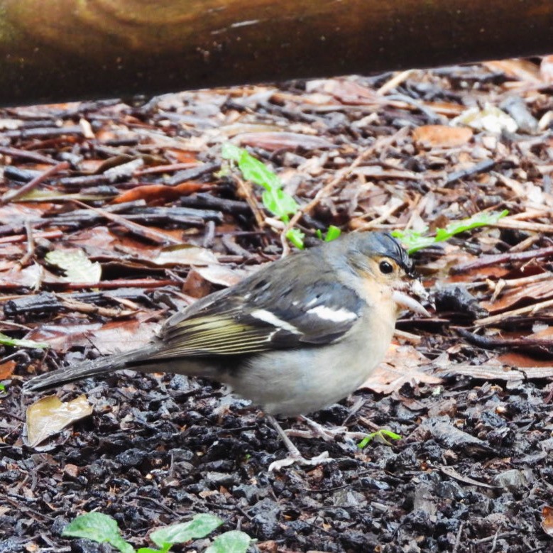 Canary Islands Chaffinch (La Palma) - ML646340622