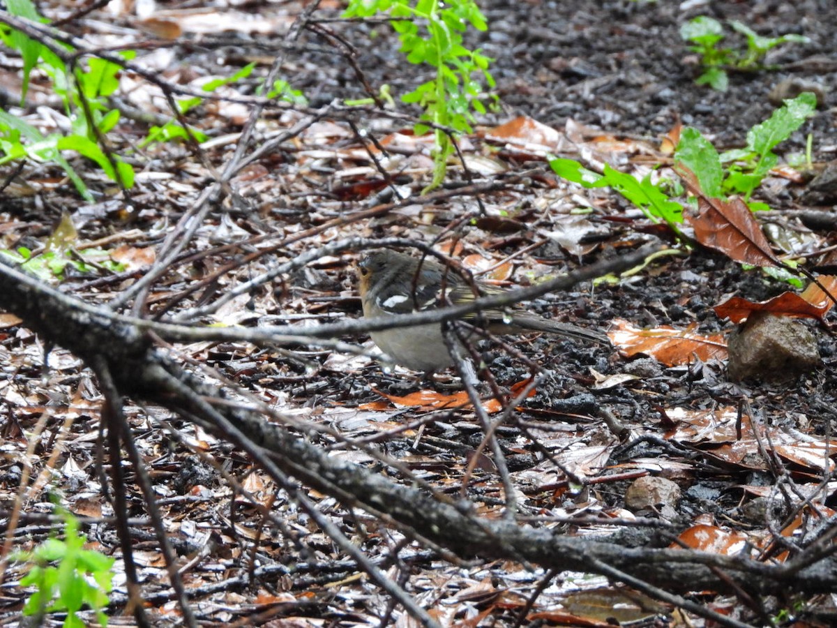 pěnkava pankanárská (ssp. palmae) - ML646340623