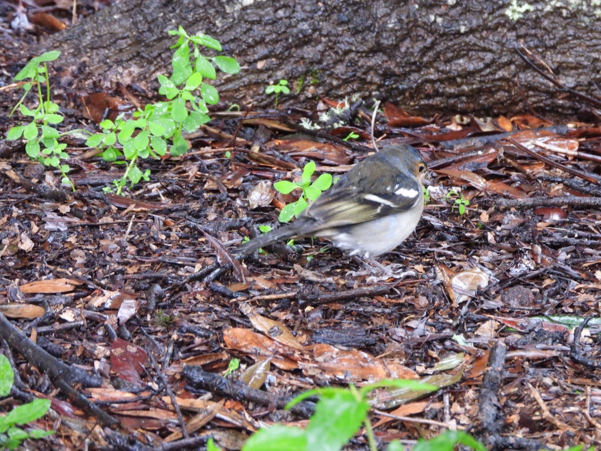 pěnkava pankanárská (ssp. palmae) - ML646340624