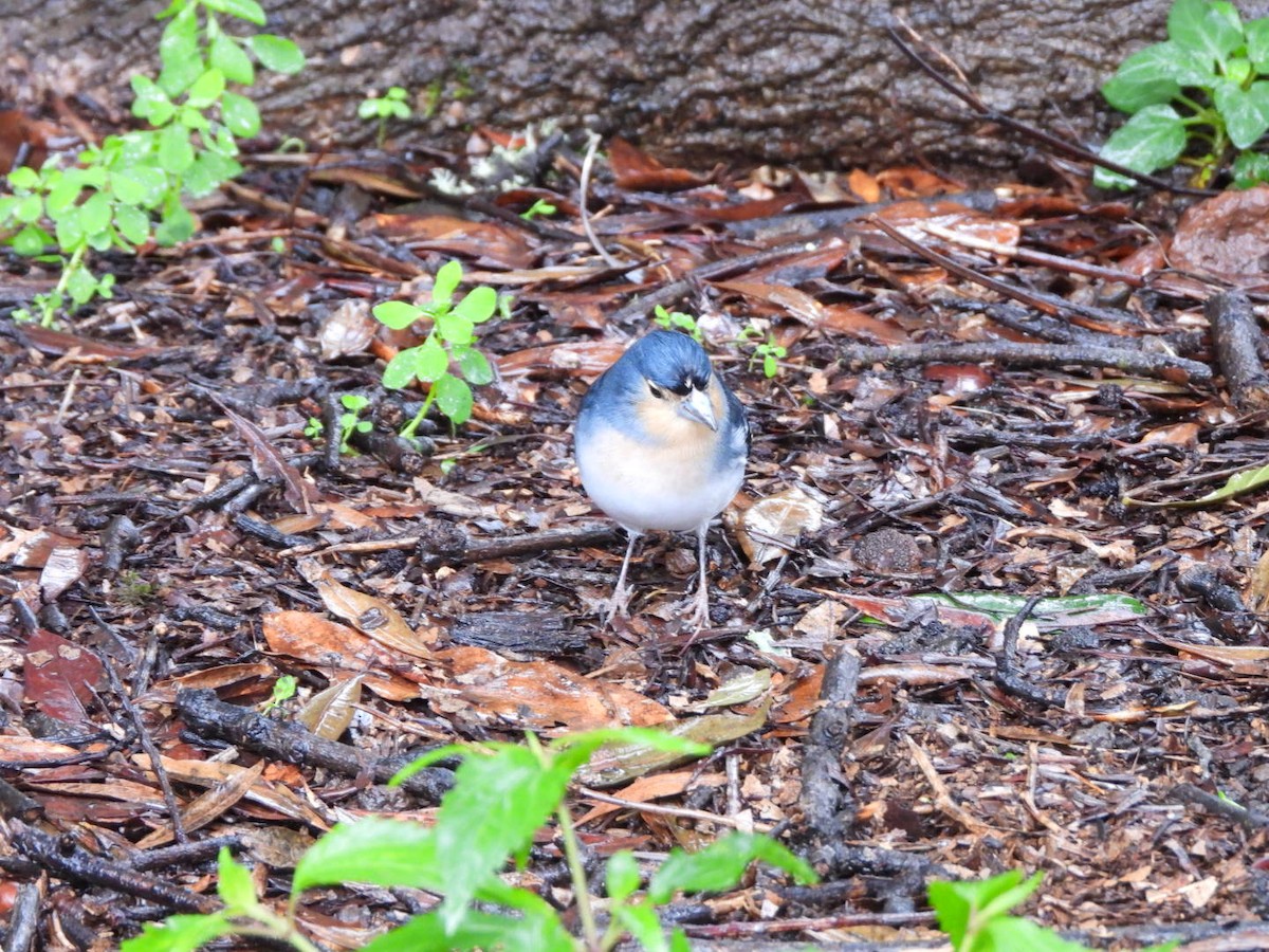 pěnkava pankanárská (ssp. palmae) - ML646340625