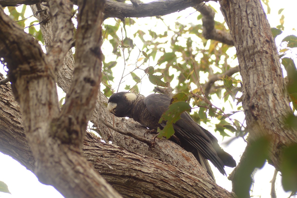 Baudin's Black-Cockatoo - ML646340626