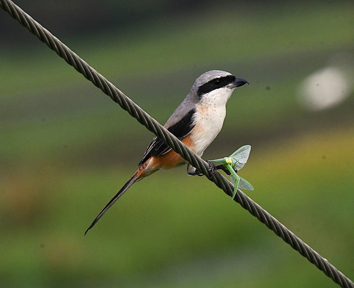 Long-tailed Shrike - ML646340631