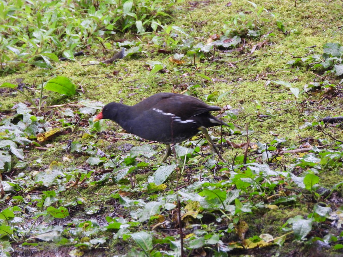 slípka zelenonohá - ML646340634