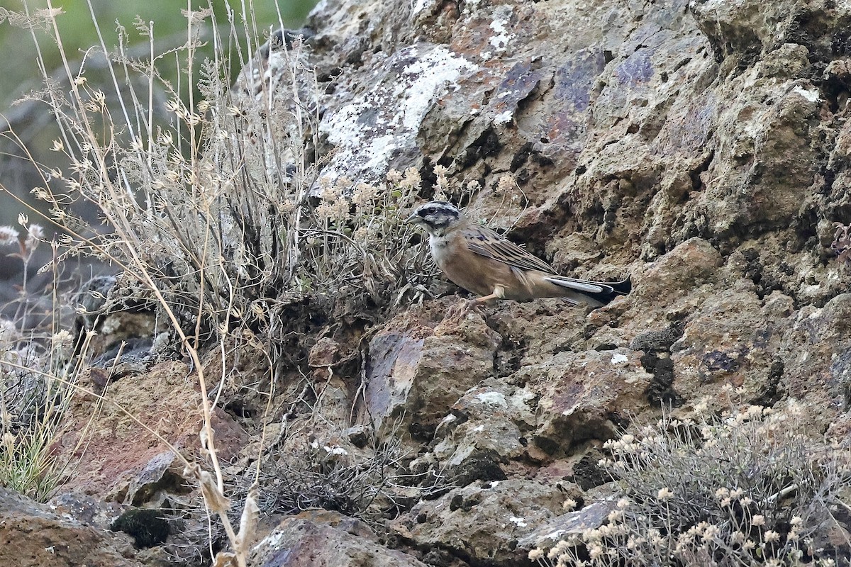 Zigolo muciatto - ML646340635