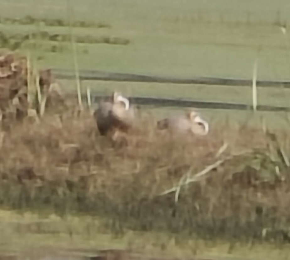 Oie à tête barrée - ML646340655