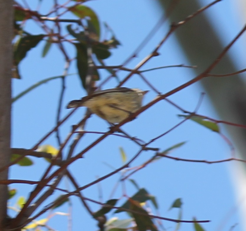 stumpnebb - ML646340659