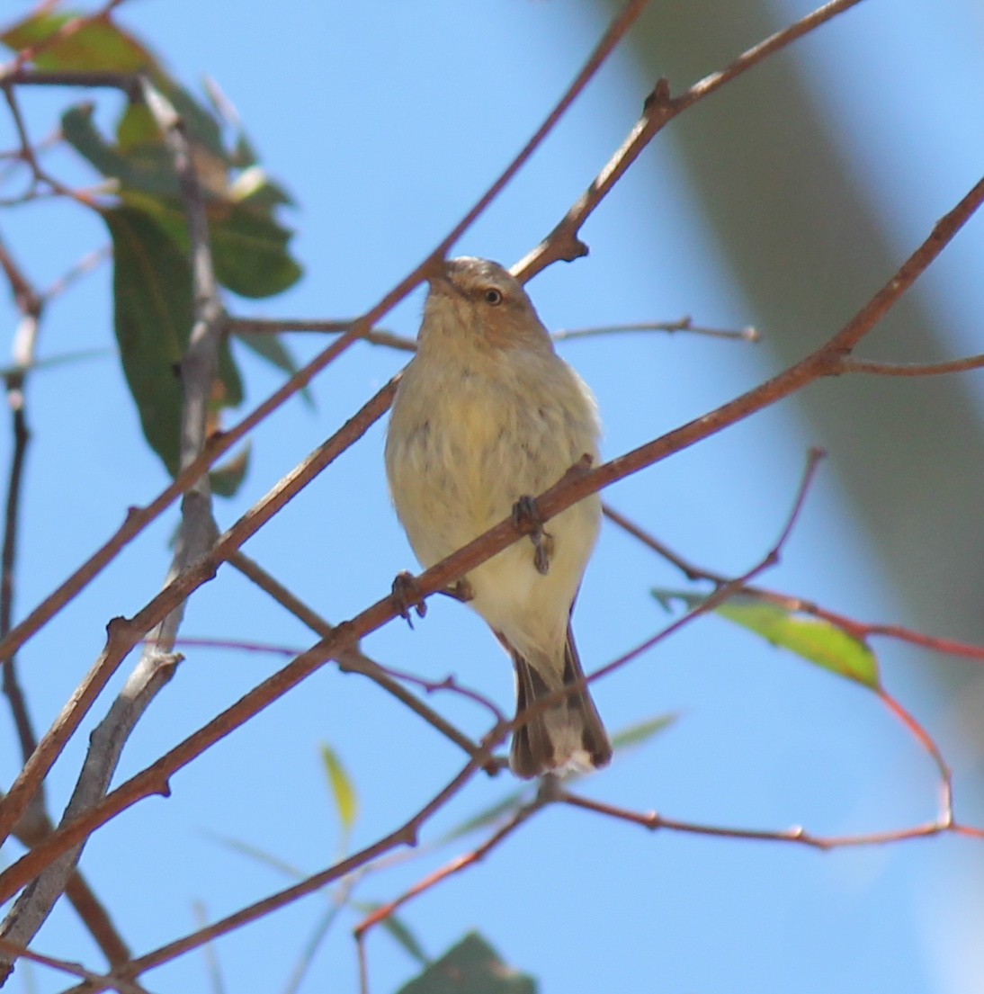 stumpnebb - ML646340660