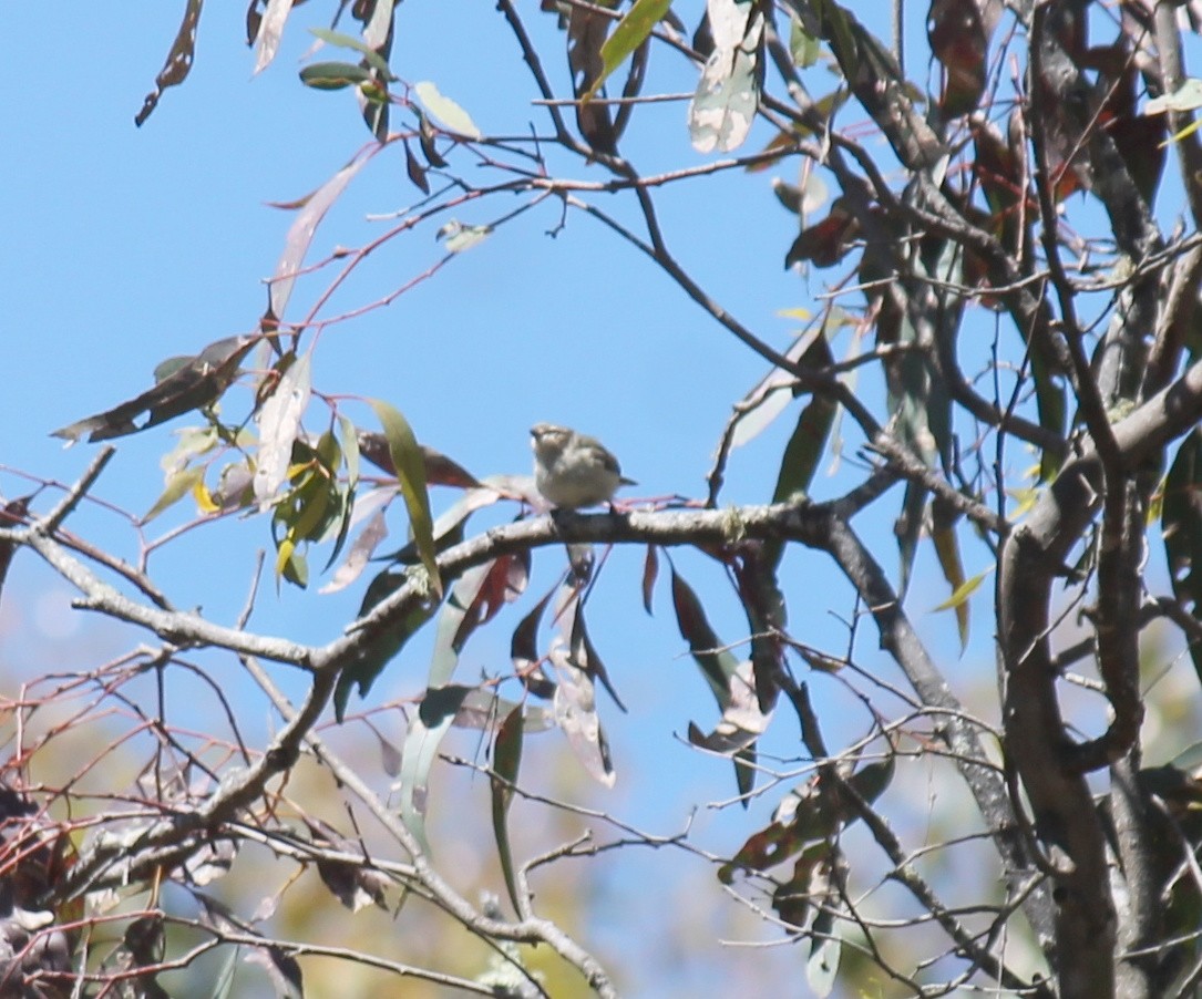 stumpnebb - ML646340661