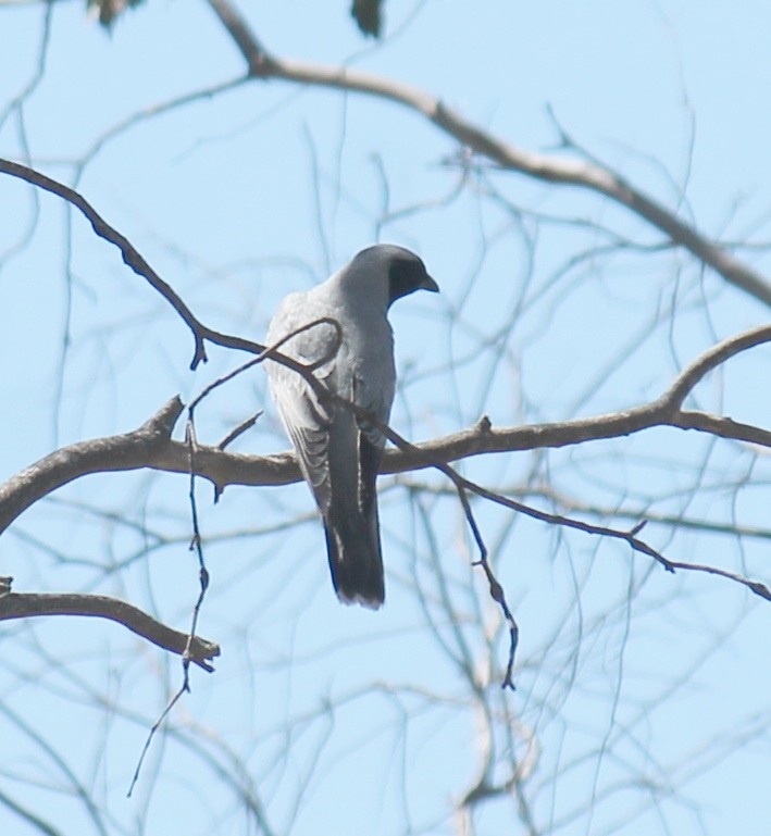 オーストラリアオニサンショウクイ - ML646340668